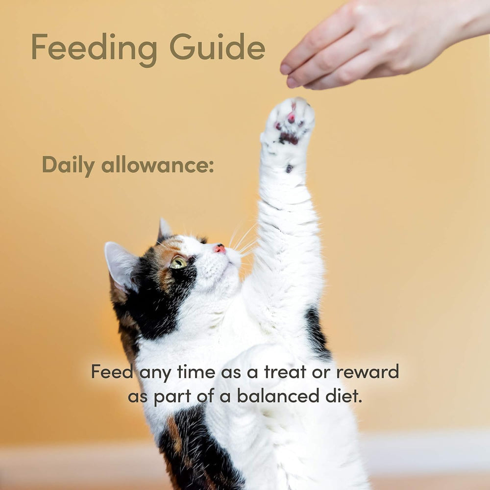 Aurora Pet cat enjoying treats signals positive reward moments.
