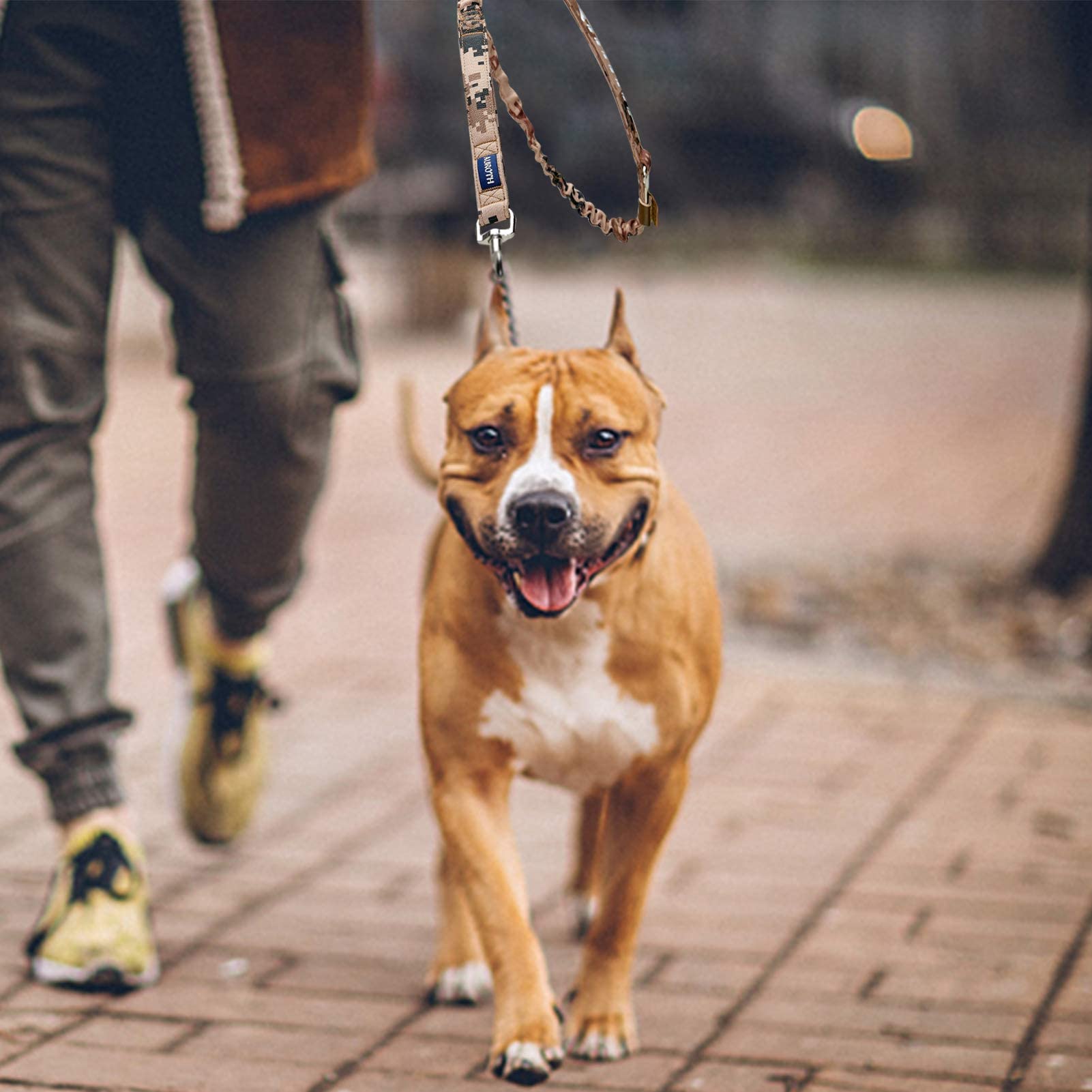 AUROTH leash with seatbelt buckle ready for car travel