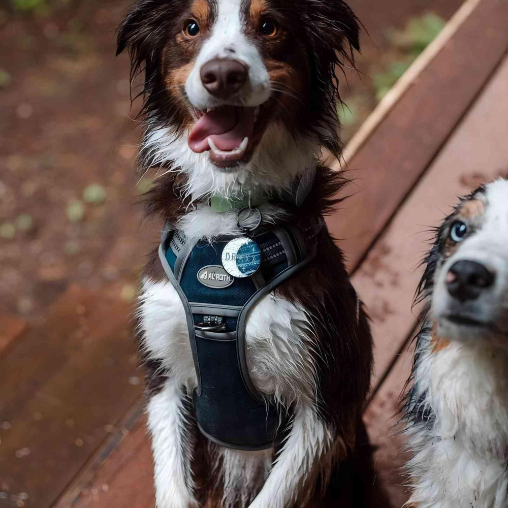AUROTH breathable air mesh padding keeps dogs comfortable during long walks.