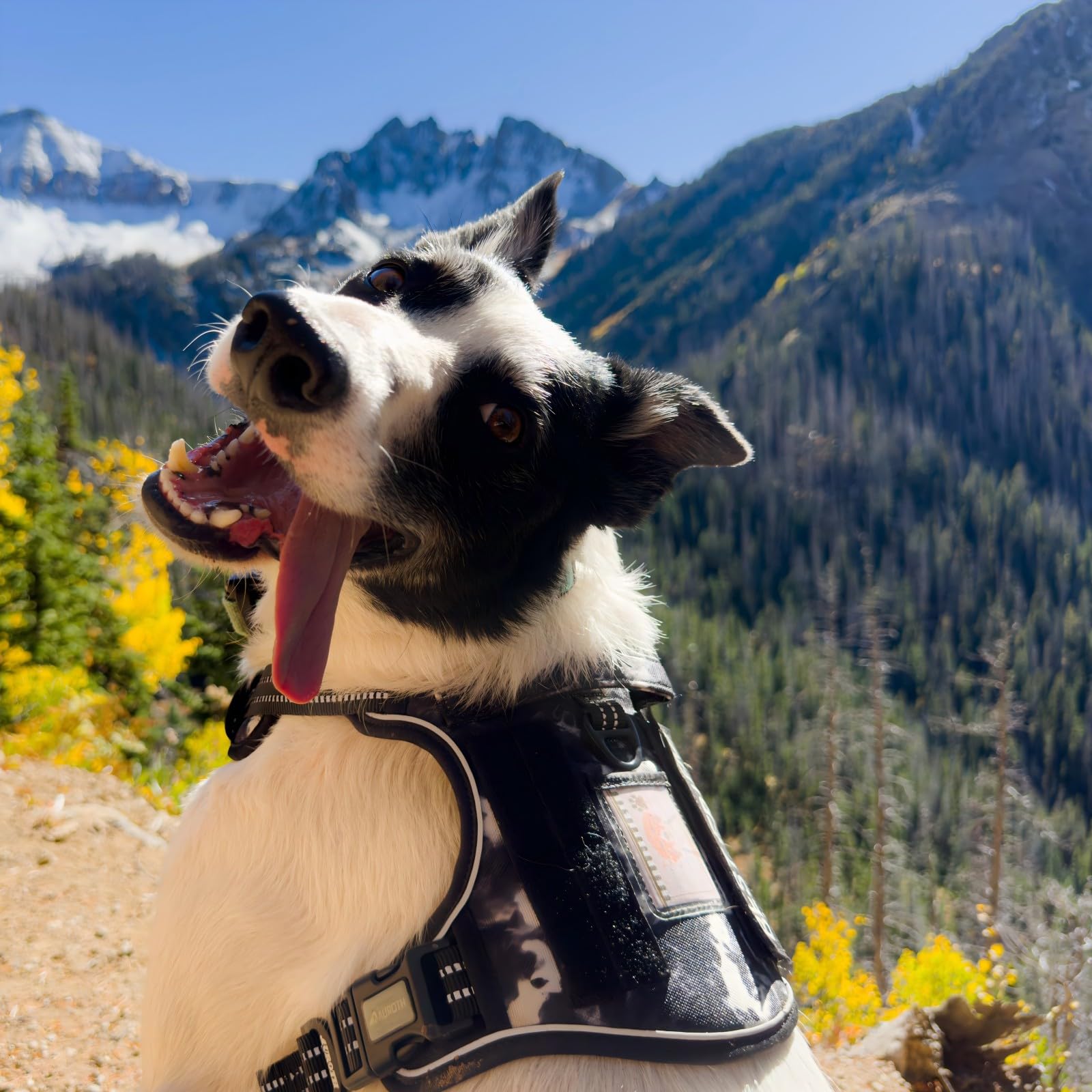 AUROTH Harness breathable air mesh keeps dogs cool on hikes.