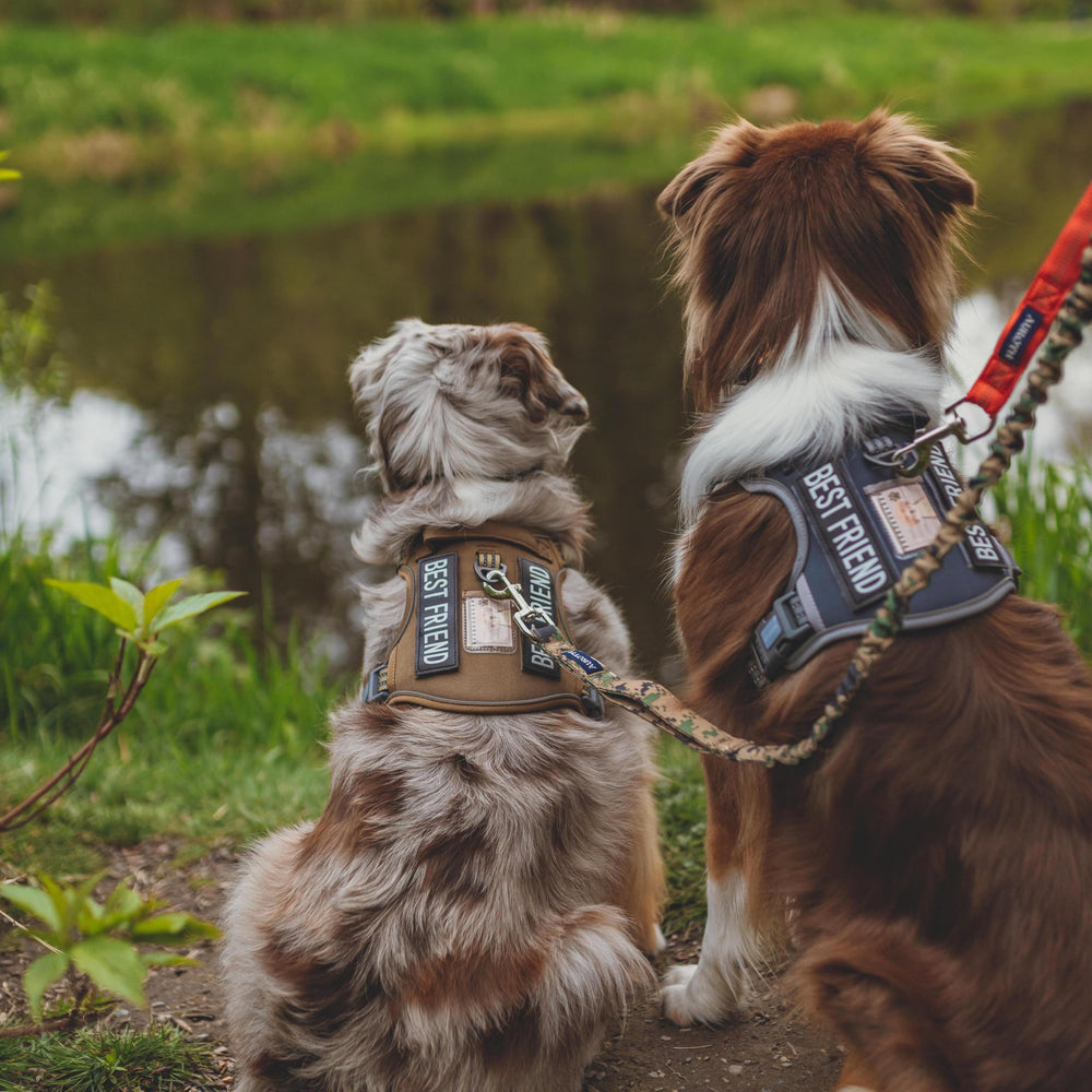 AUROTH Harness uses breathable air mesh to keep dogs comfortable during long sessions.