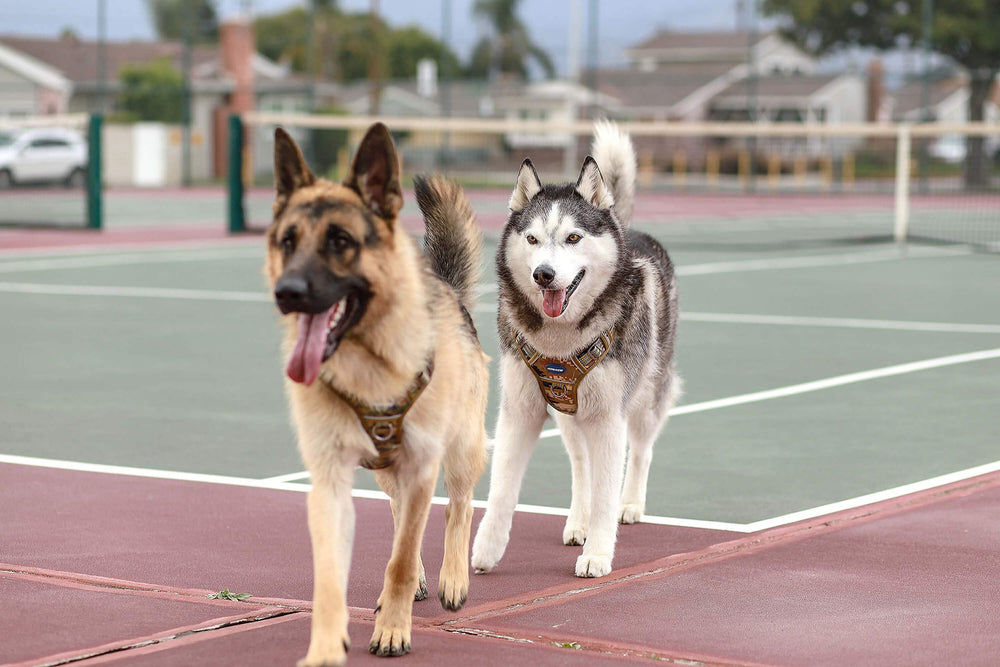 AUROTH Tactical Dog Harness breathable air mesh keeps dogs cool.
