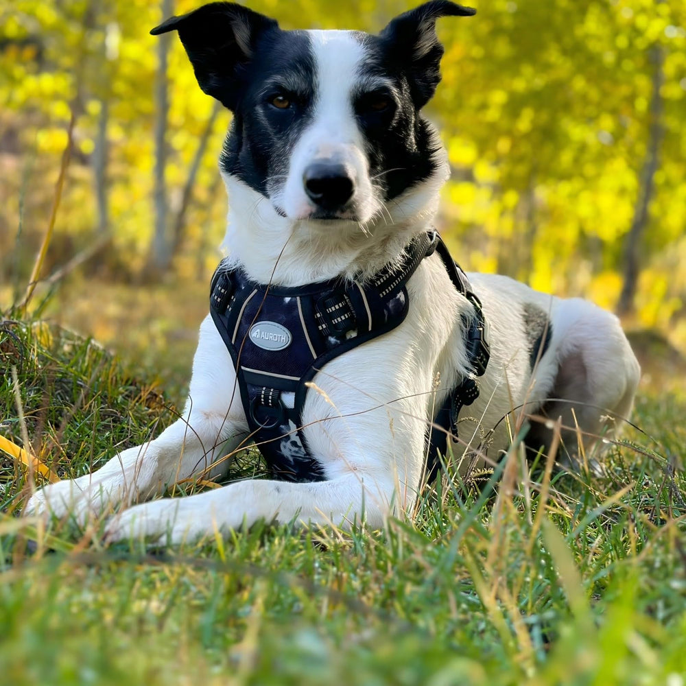 AUROTH breathable air mesh lining keeps dogs cool on long outings