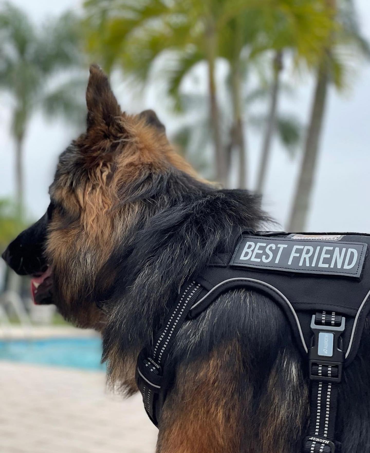 AUROTH tactical dog harness front leash clip enables no-pull training control