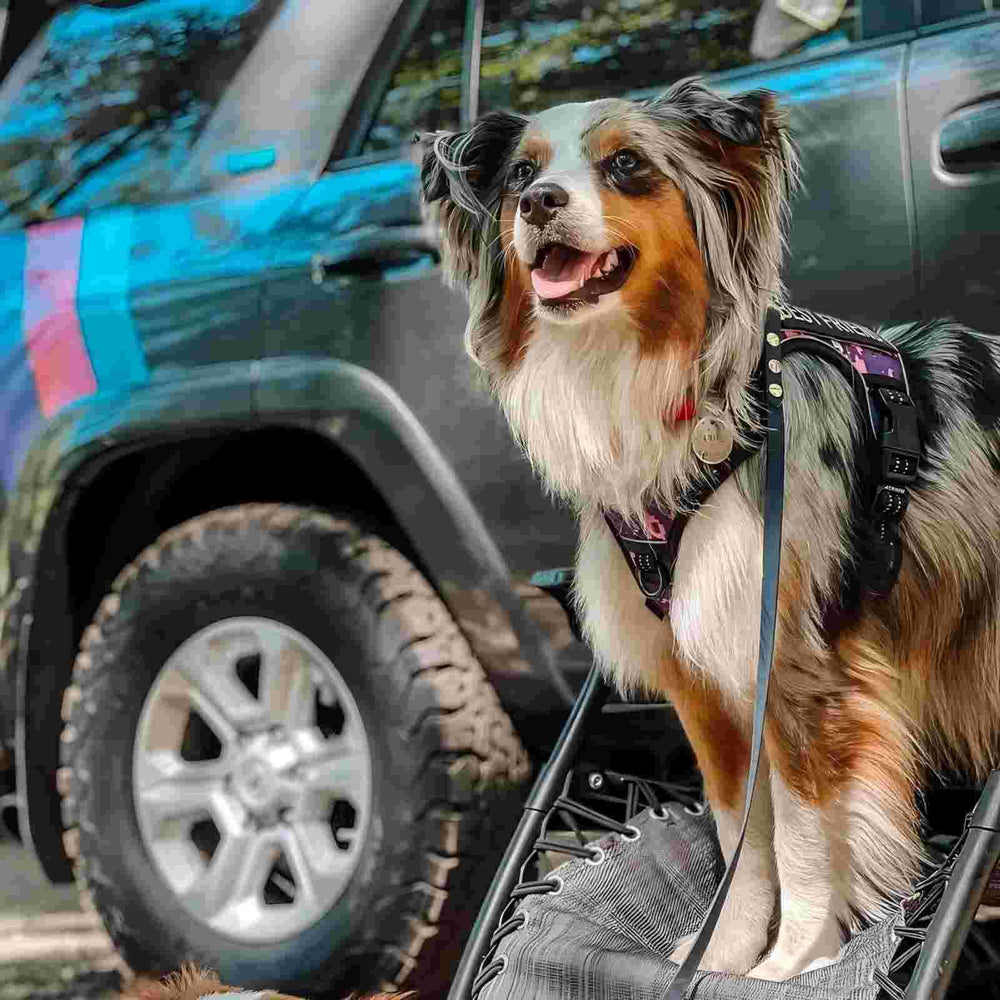 AUROTH Tactical Dog Harness reflective stripes boost visibility in low light.