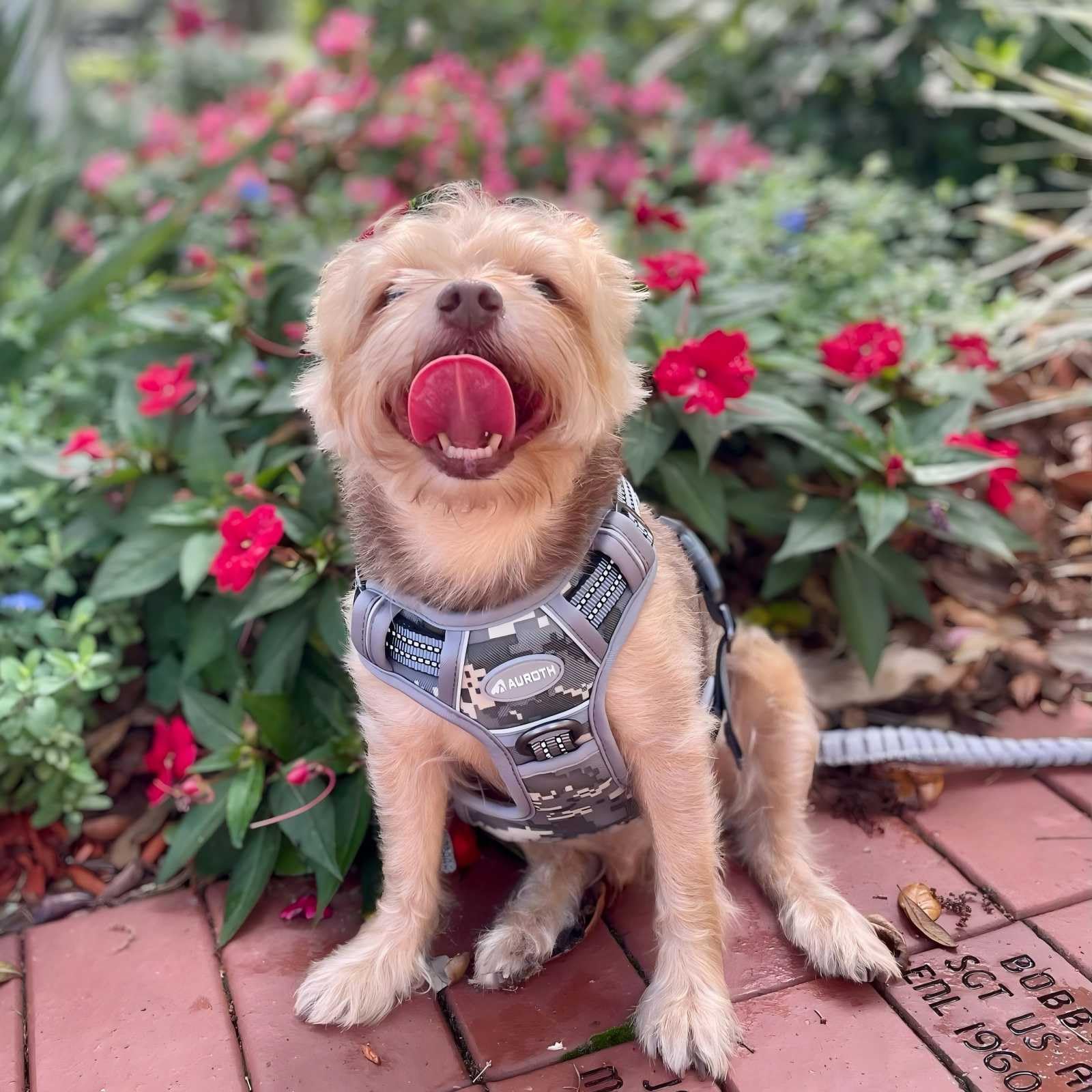 AUROTH tactical harness features two leash attachment points for training and everyday walks