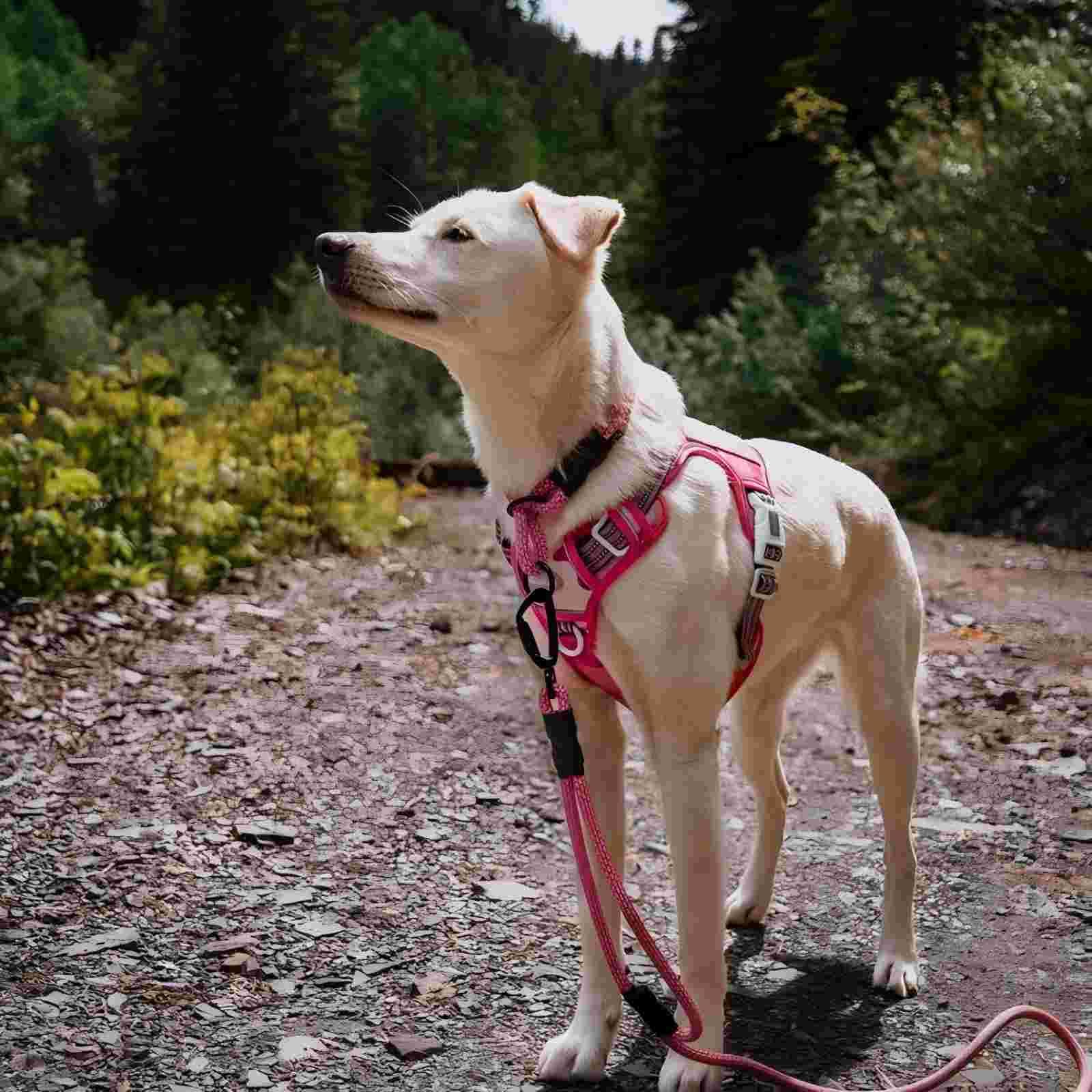AUROTH ID badge BEST FRIEND on harness for quick identification and safety.