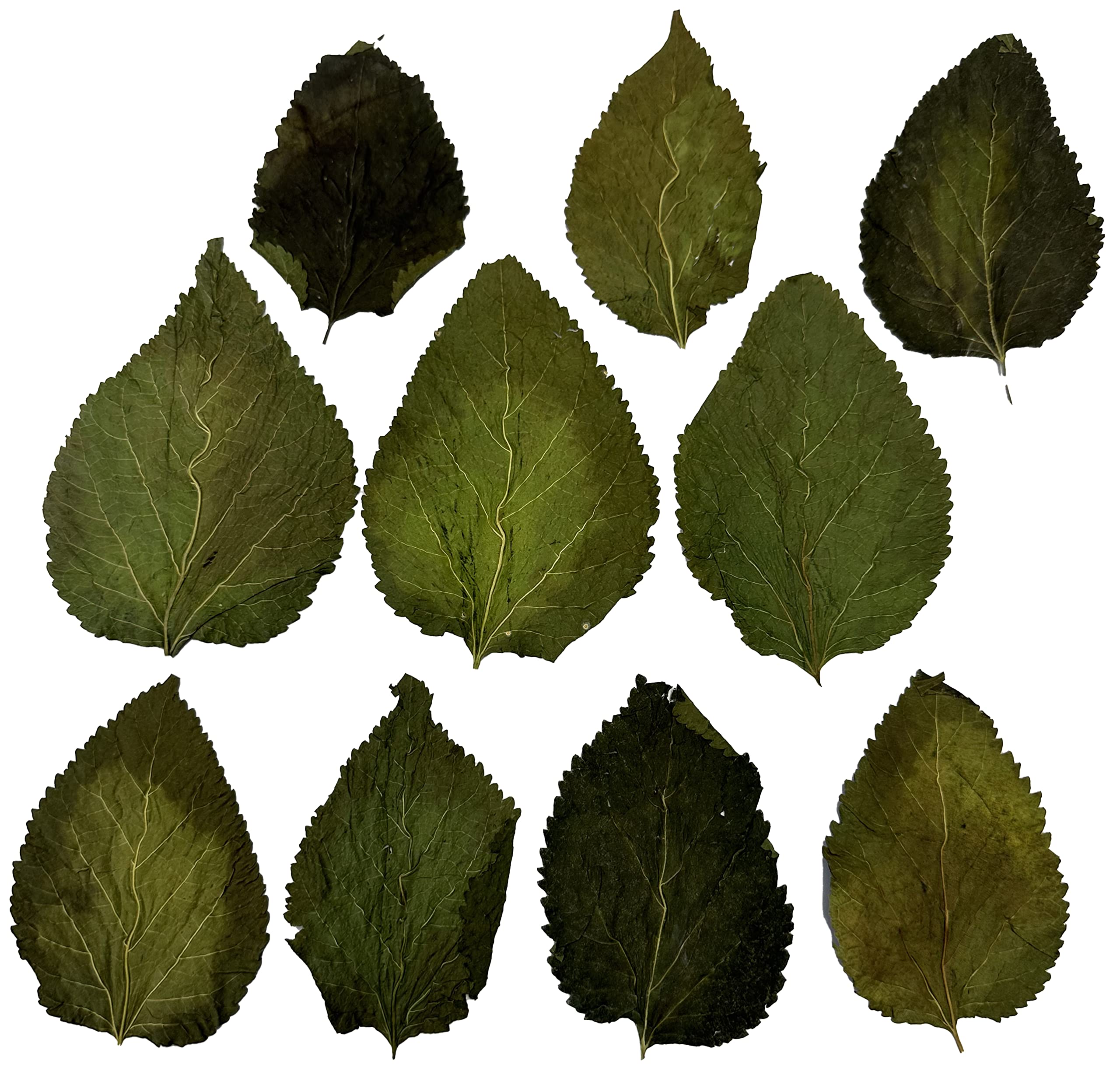 Awesome Aquatic Shrimp Combo Kit alder cones introduce tannins for habitat and biofilm development.