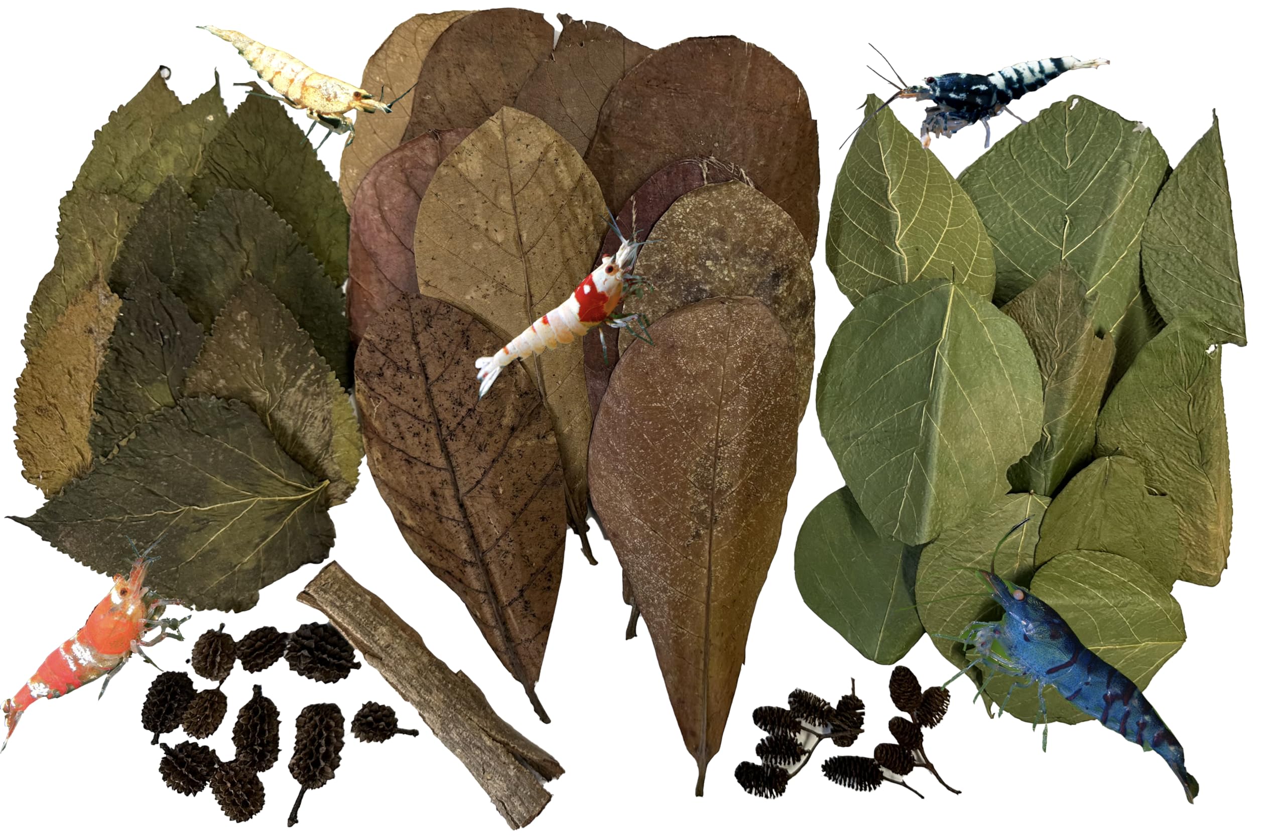 Awesome Aquatic Shrimp Combo Kit catappa leaves provide habitat and biofilm support for shrimp.
