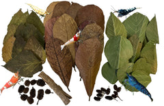 Awesome Aquatic Shrimp Combo Kit catappa leaves provide habitat and biofilm support for shrimp.