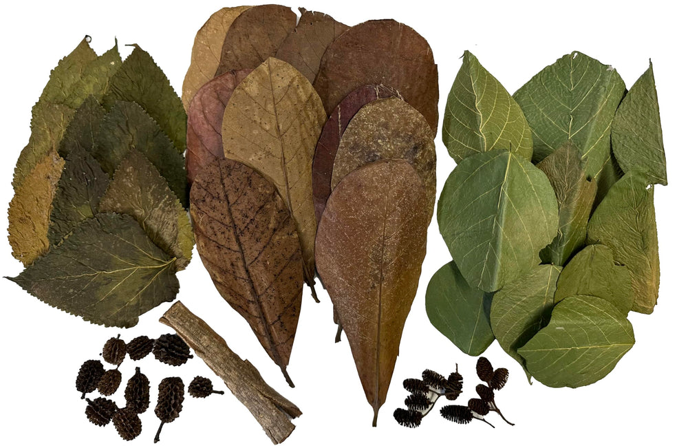 Awesome Aquatic Shrimp Combo Kit mulberry leaves offer protein-rich nutrition for shrimp vitality.