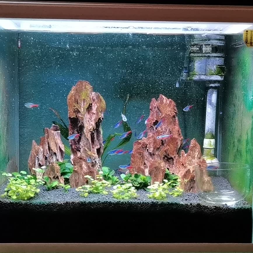 AWXZOM dragon rocks provide safe hiding places for shrimp and small fish