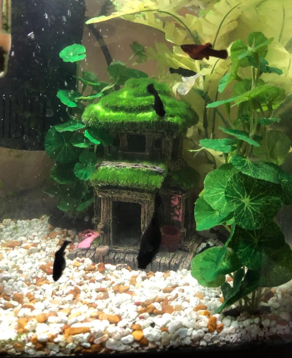 AWXZOM Fish House plants 4-inch random style corner placement adds greenery and balance.