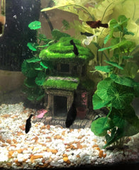 AWXZOM Fish House plants 4-inch random style corner placement adds greenery and balance.