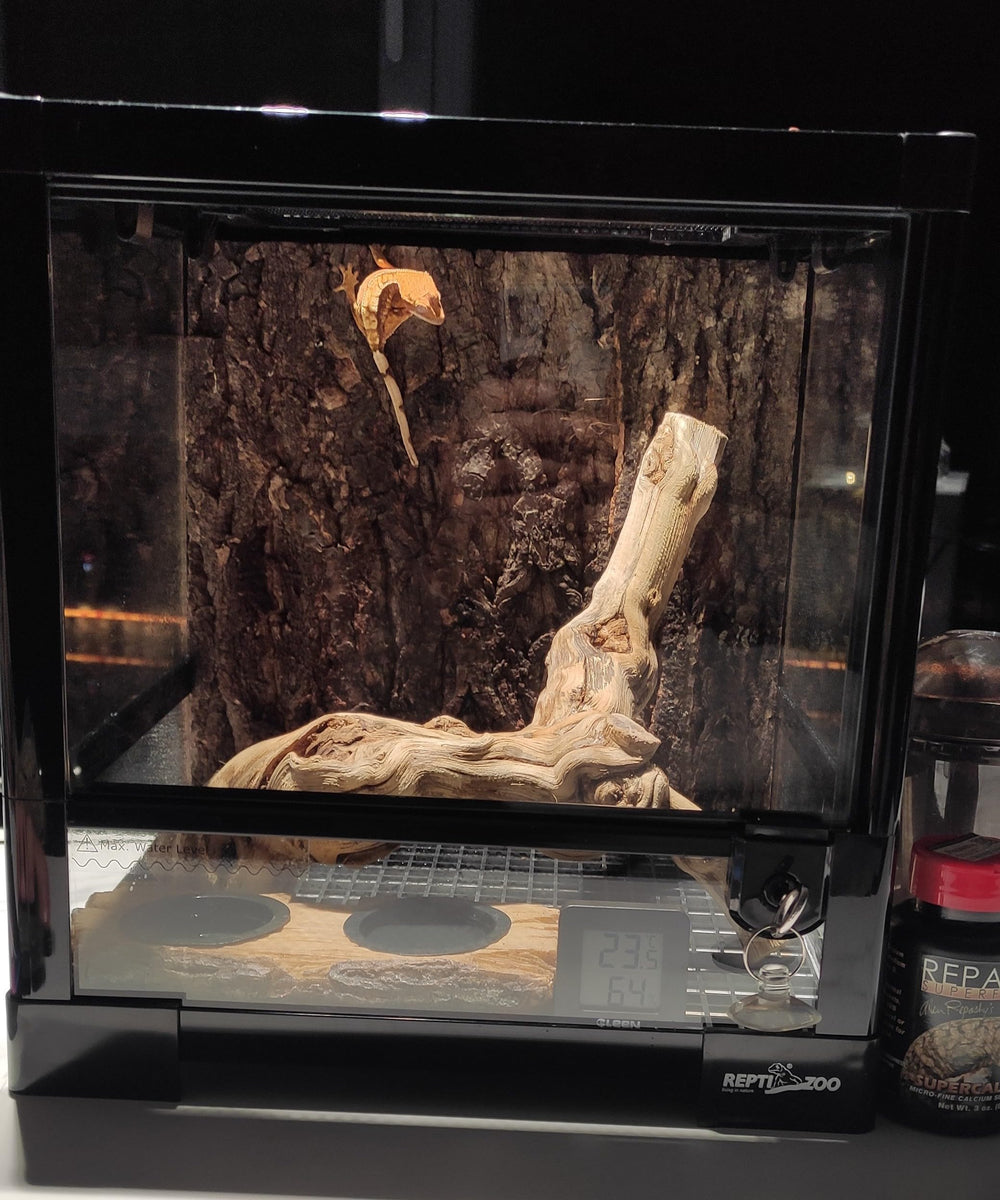 AWXZOM grapewood branch in enclosure demonstrates unique texture for climbing and hiding