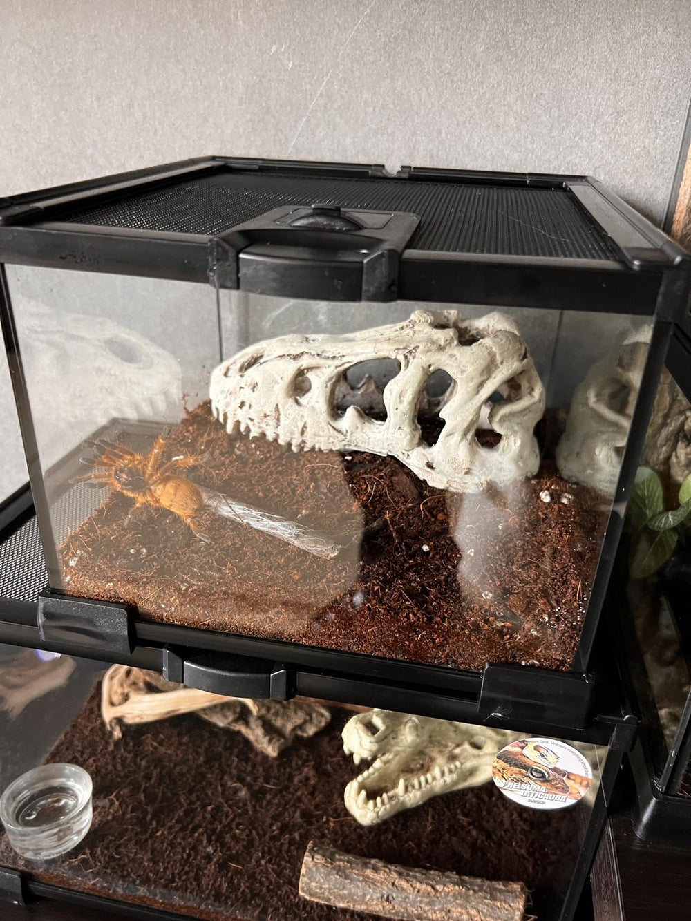 AWXZOM Mini Reptile Glass Terrarium anti-escape door for secure handling