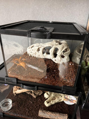 AWXZOM Mini Reptile Glass Terrarium anti-escape door for secure handling