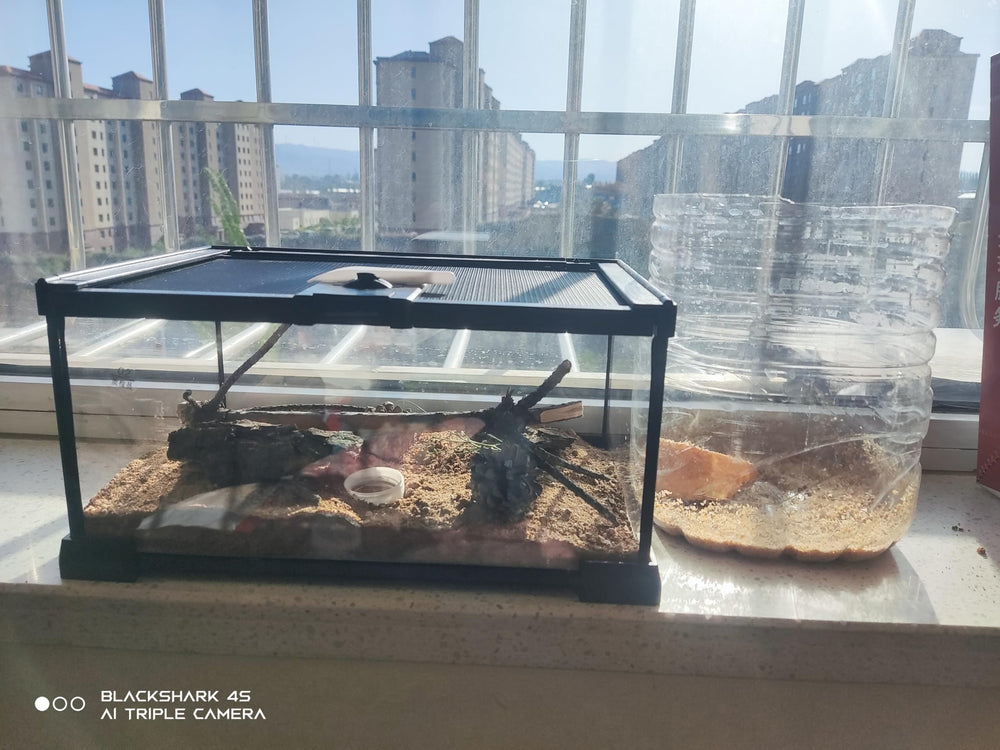 AWXZOM mini reptile glass terrarium compact design fits small habitats and desks.