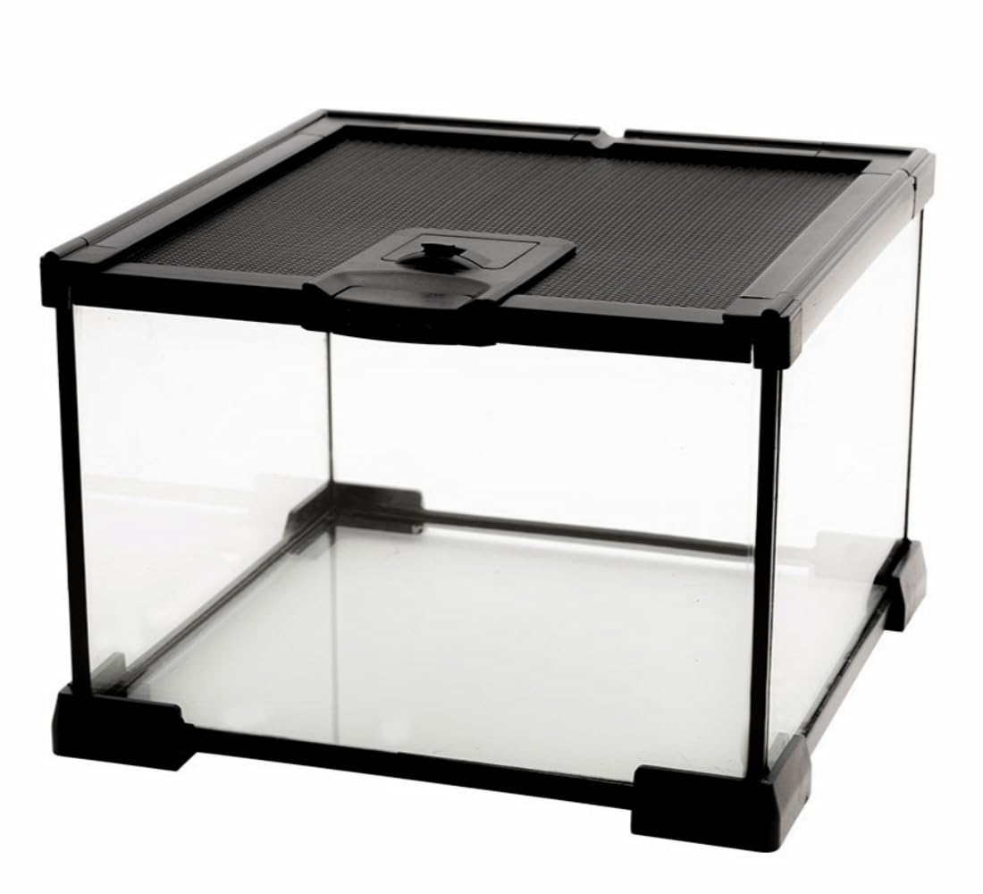AWXZOM Mini Reptile Glass Terrarium front view shows clear visibility for observation