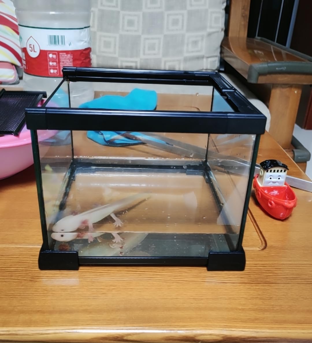 AWXZOM Mini Reptile Glass Terrarium in-use demonstrates easy cleaning and viewing