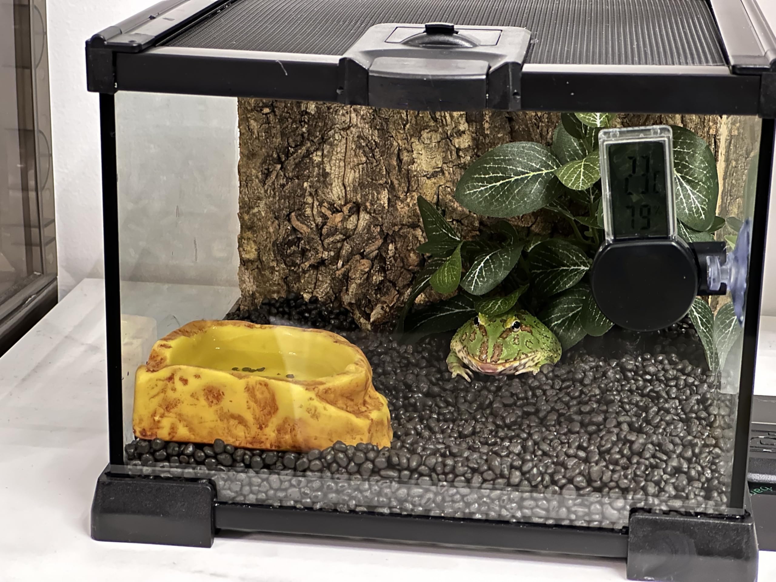 AWXZOM Mini Reptile Glass Terrarium interior view reveals usable space