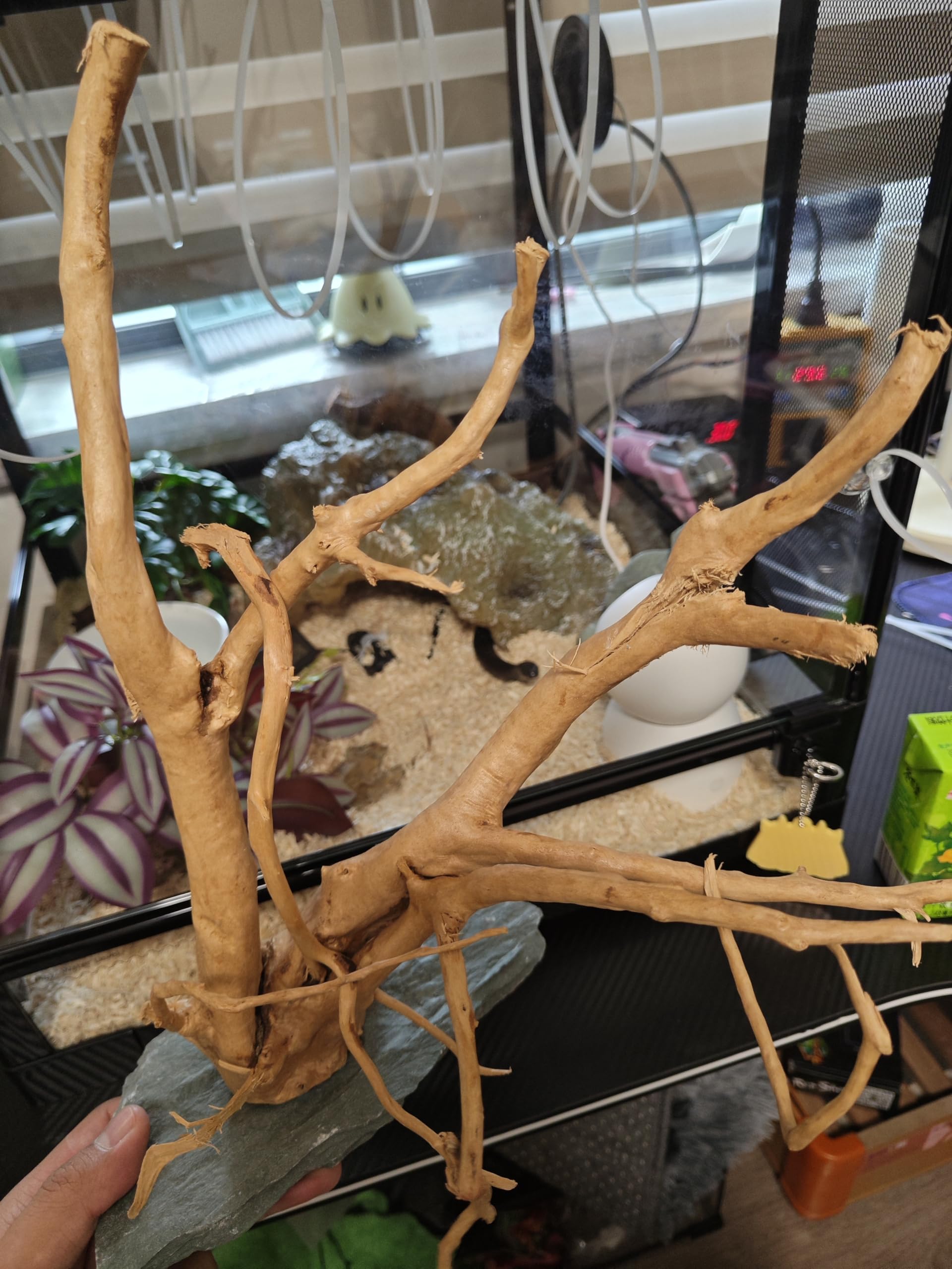 AWXZOM moss-tree-ready wood enhances aquascapes with texture and shelter.