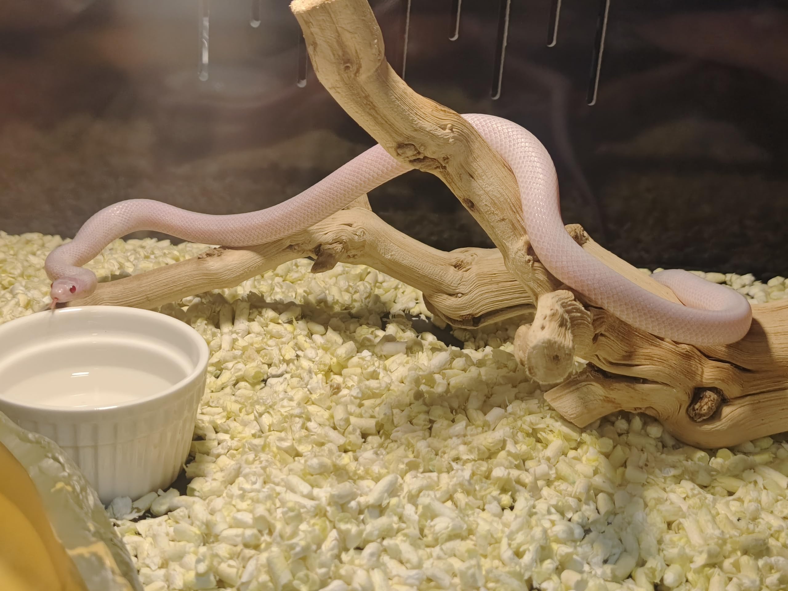 AWXZOM reptile branch decor setup ready for terrarium styling and habitat enrichment