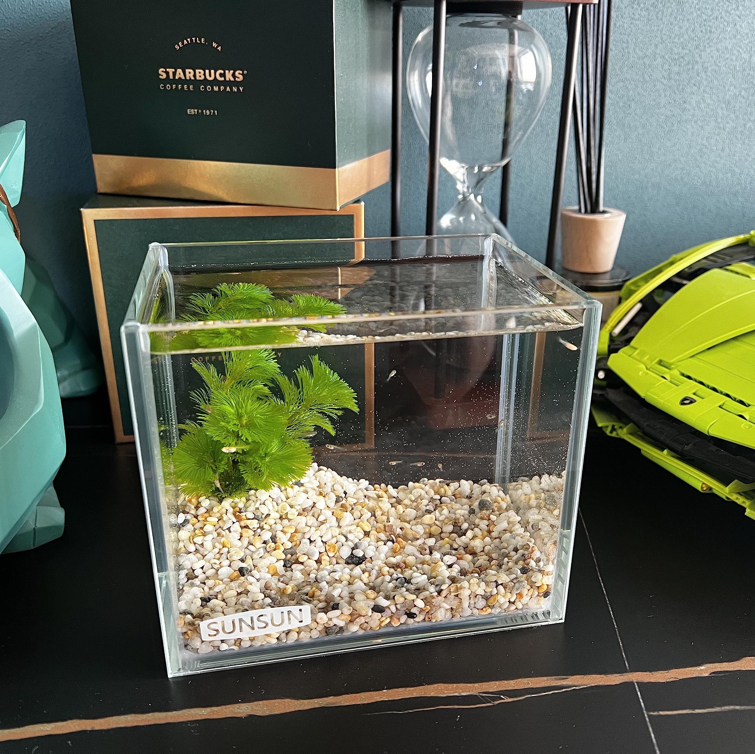 AWXZOM betta-setup demonstrates versatile use with small aquatic life and ornaments.