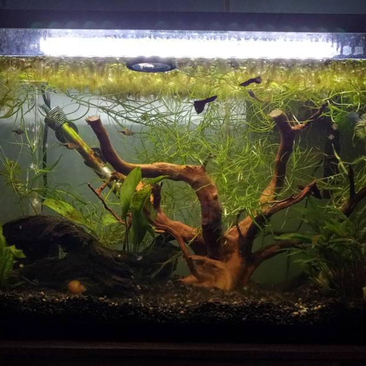 AWXZOM spiderwood is versatile for moss trees and reptile enclosures.