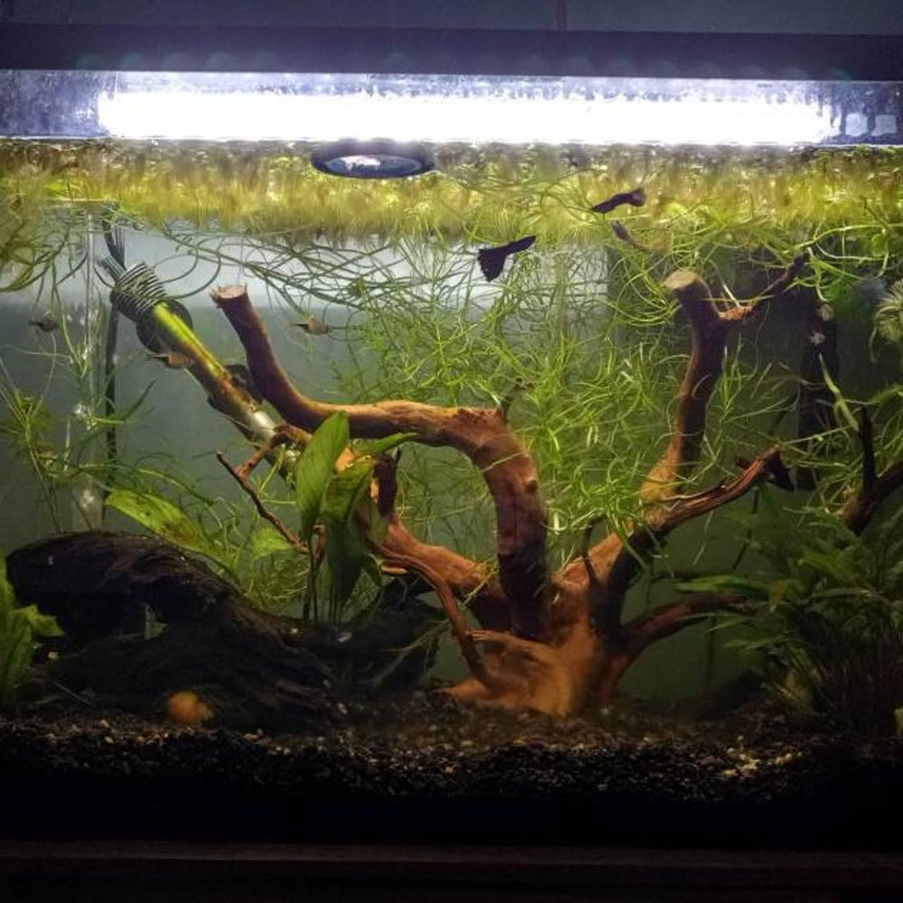 AWXZOM spiderwood is versatile for moss trees and reptile enclosures.