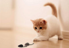 AXEL PETS assorted colors mouse set black white grey ready for indoor catch play.