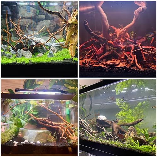 Azil driftwood root in aquascape setup enhances natural tank aesthetics.