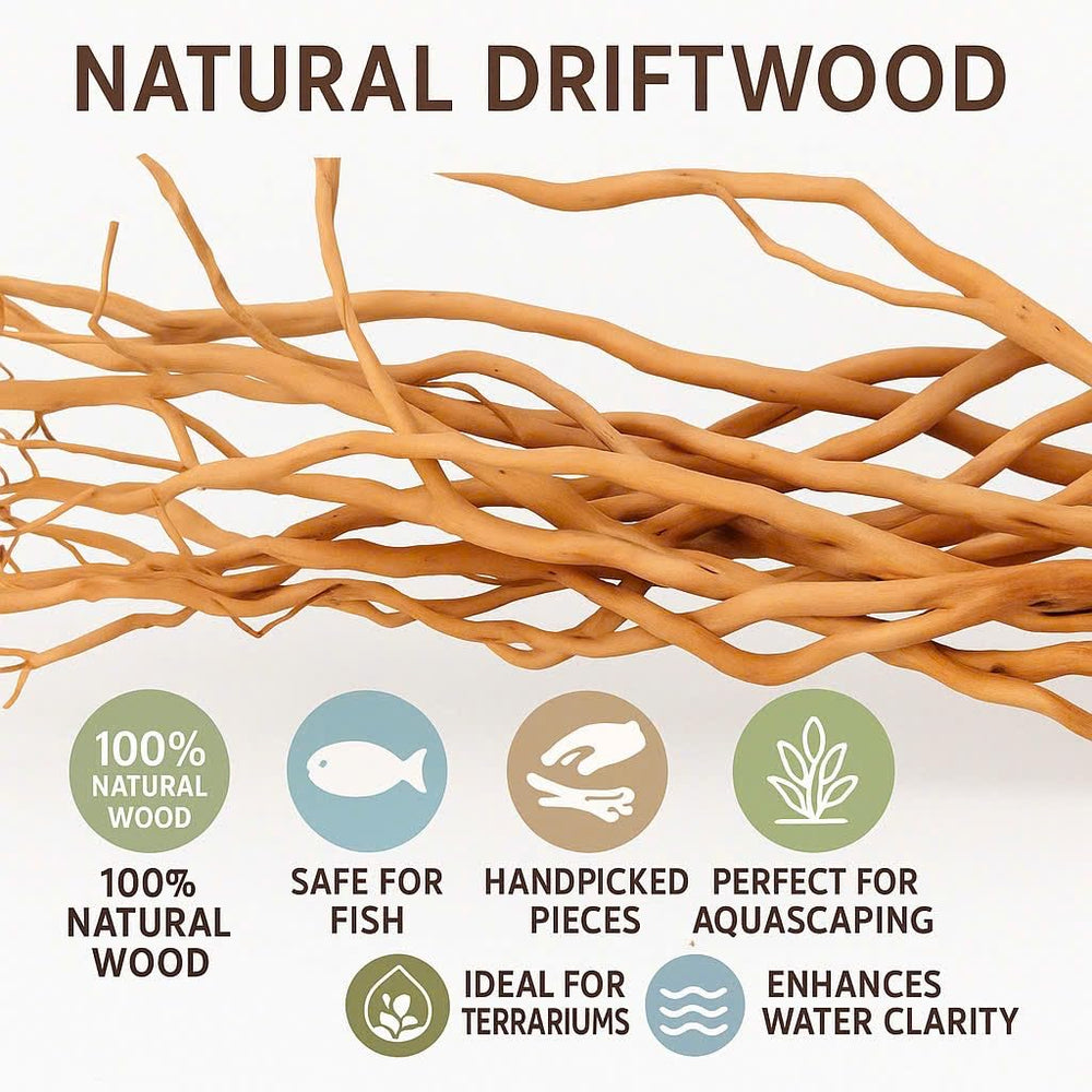 Azil driftwood root pretreated for easy use and non-clouding water.