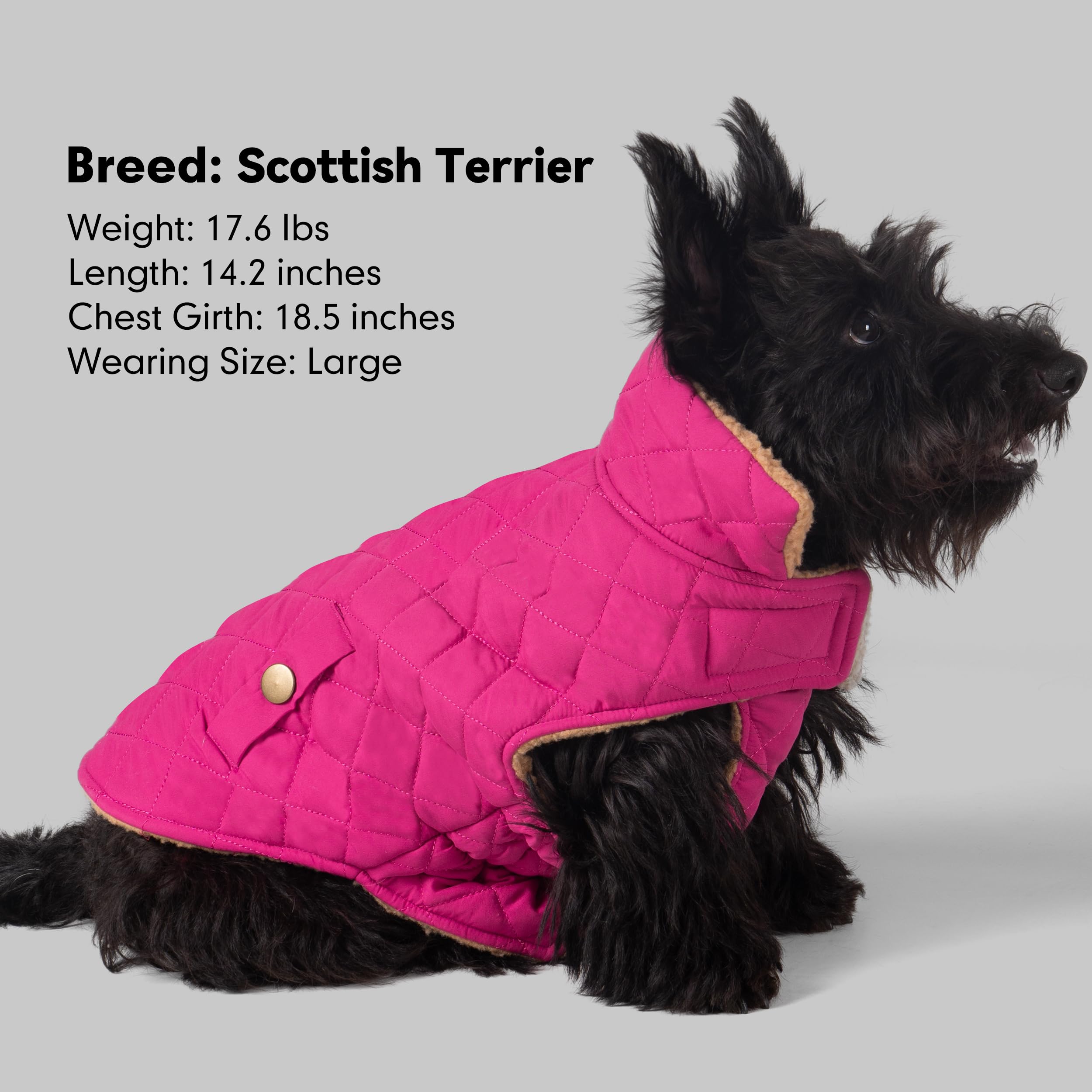 Azuza size 2xl rose-red jacket on dog demonstrates versatile fit