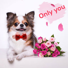 Azuza Valentines collar with sparkly pink hearts for festive occasions.