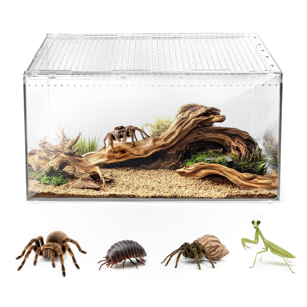 AZV escape-proof lid; magnetic closure prevents escapes in tarantula and gecko habitats.