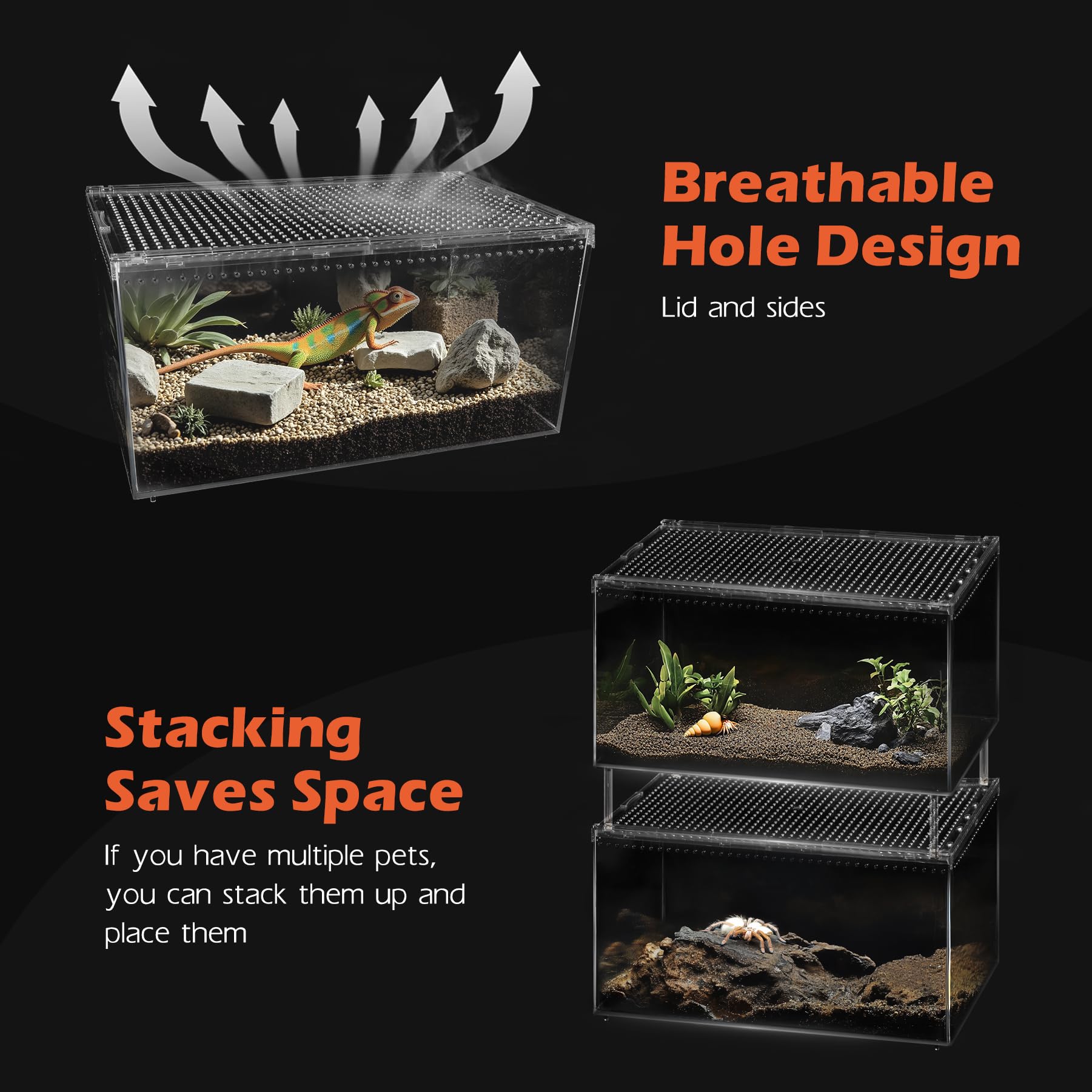 AZV reptile habitat-display shows geckos and tarantulas clearly.