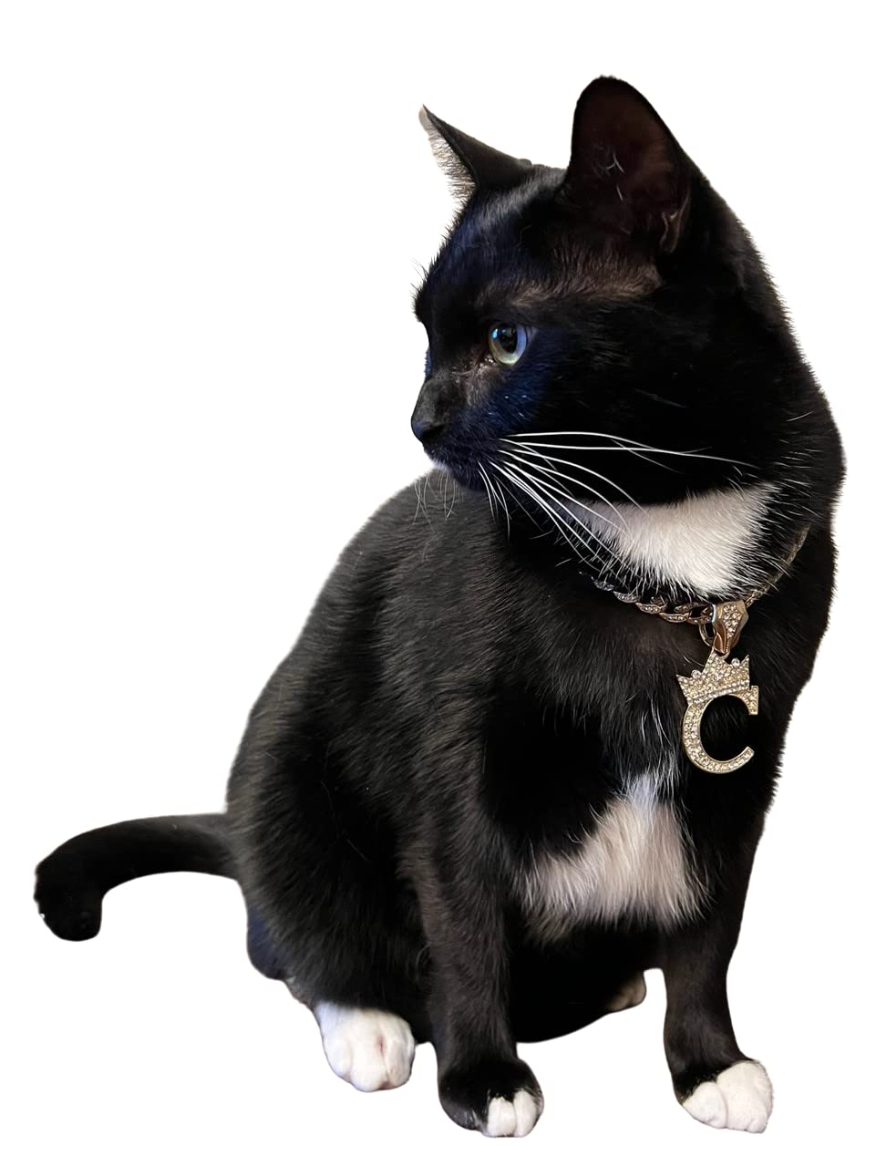 BA UNIQUE FASHION 14K gold color plated alloy material closeup highlighting stylish pet accessory.