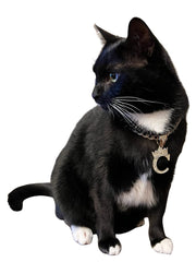 BA UNIQUE FASHION 14K gold color plated alloy material closeup highlighting stylish pet accessory.