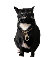 BA UNIQUE FASHION pet necklace chain closeup showing durable alloy and gold plating