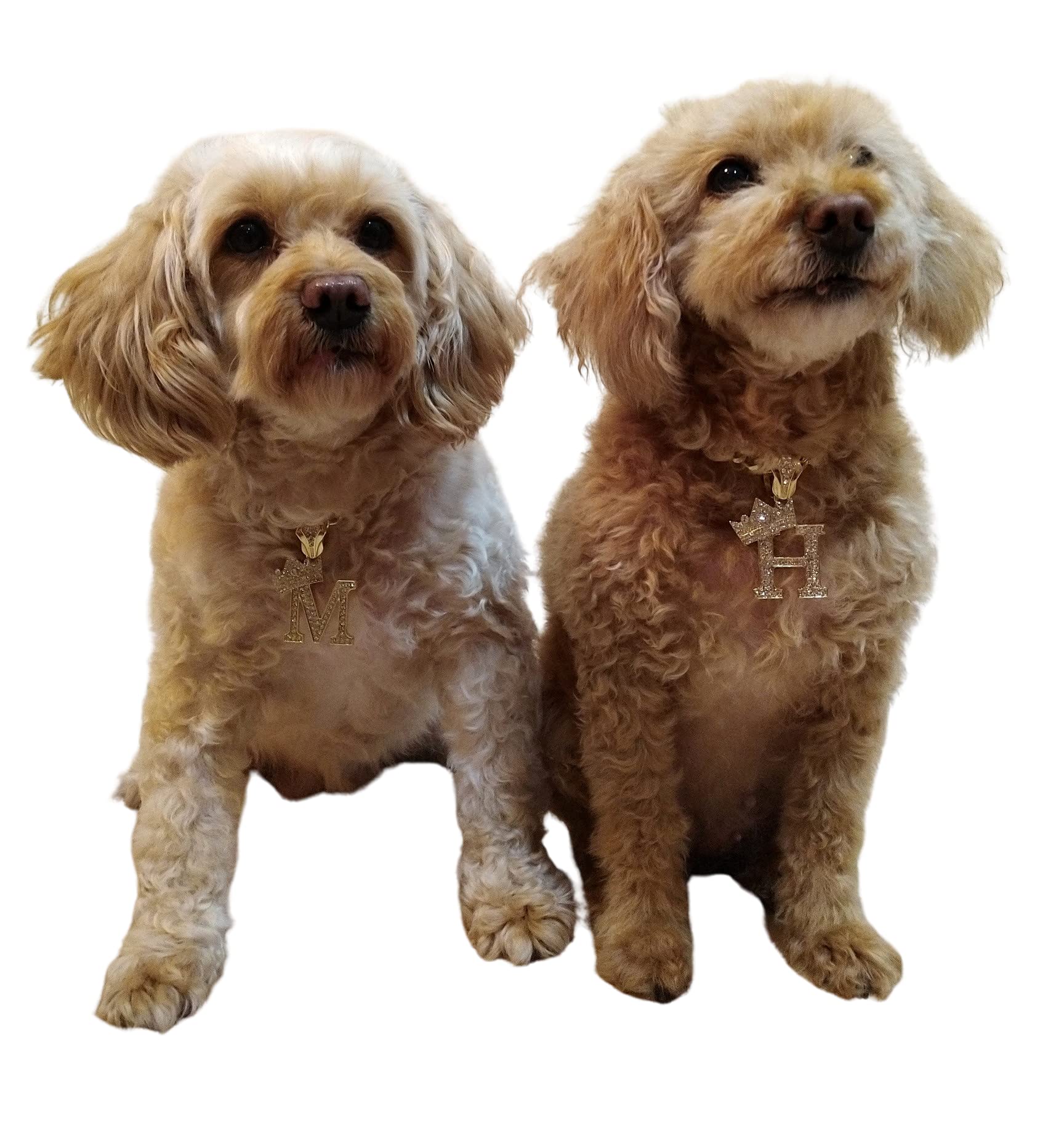 BA UNIQUE FASHION gold-plated finish for a chic pet look