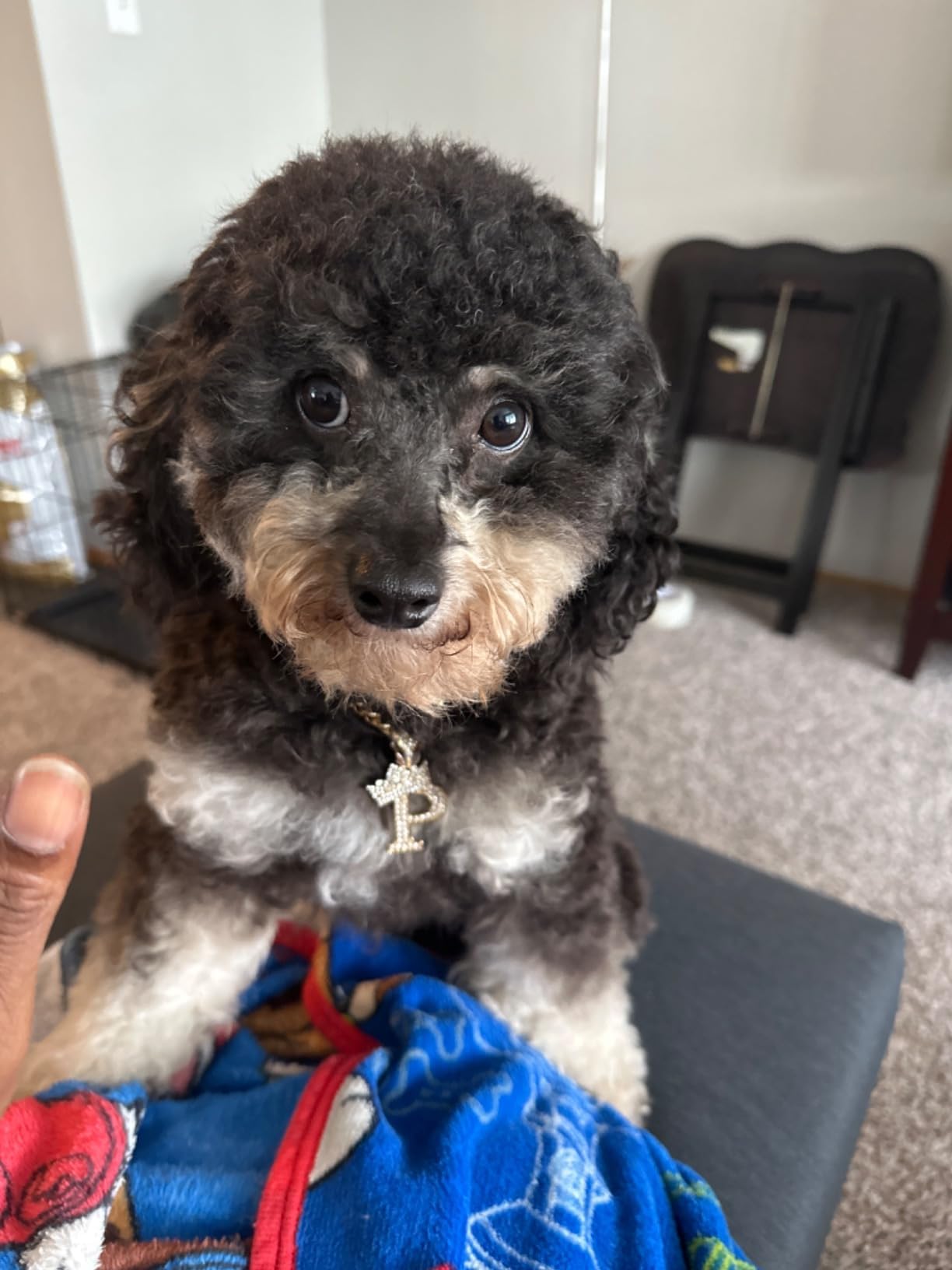 Ba Unique Fashion pet necklace on dog demonstrating adjustable length.
