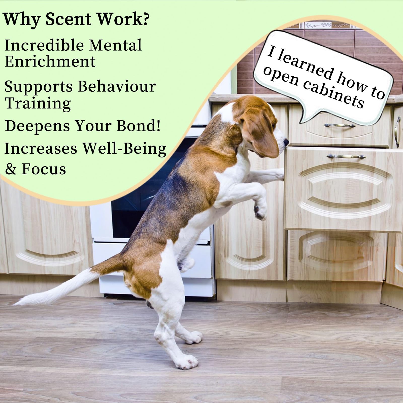 BabieDtOyG indoor outdoor play setup promotes focus during dog activity