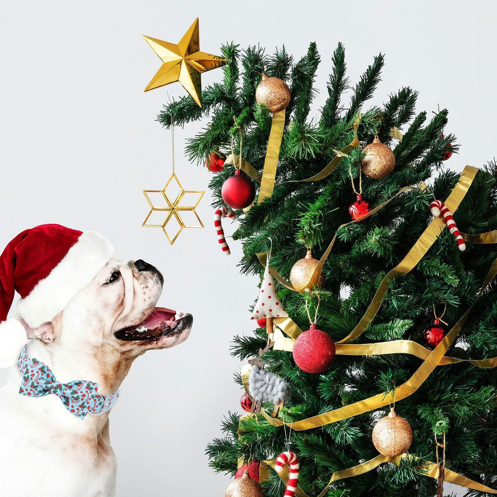 Babole Pet detachable bow accessory for quick outfit changes