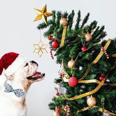 Babole Pet detachable bow accessory for quick outfit changes