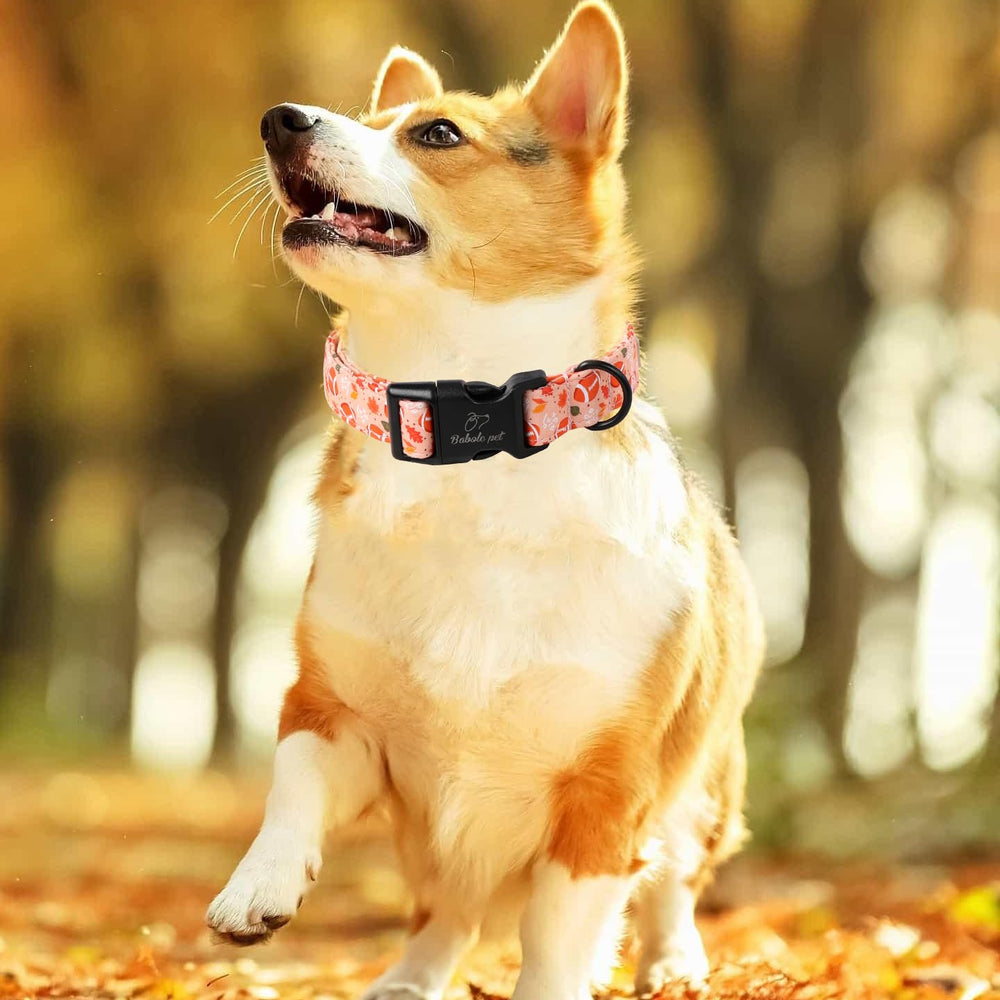 Babole Pet Halloween pattern collar featuring bats and ghosts supports festive walks.