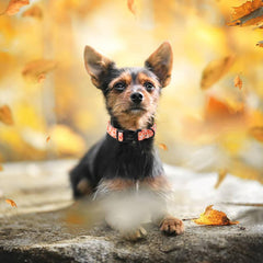 Babole Pet orange-white-black-purple collar offers vibrant visibility during autumn strolls.