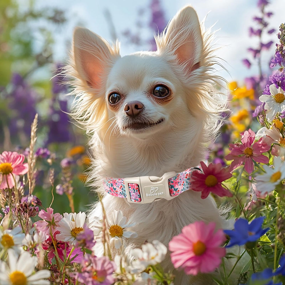 Babole Pet floral collar adds charm to backyard wedding moments and smiles