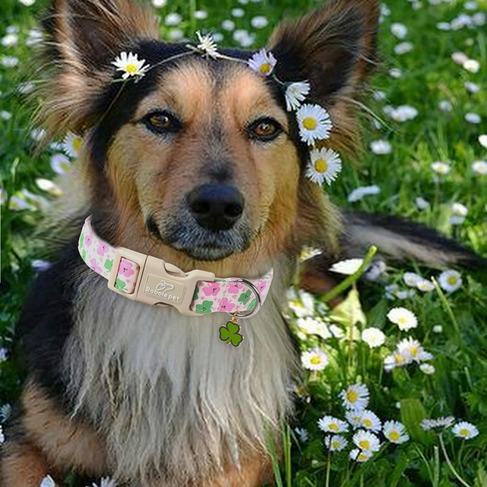 Babole Pet giant dog collar with Irish clover for durable daily wear