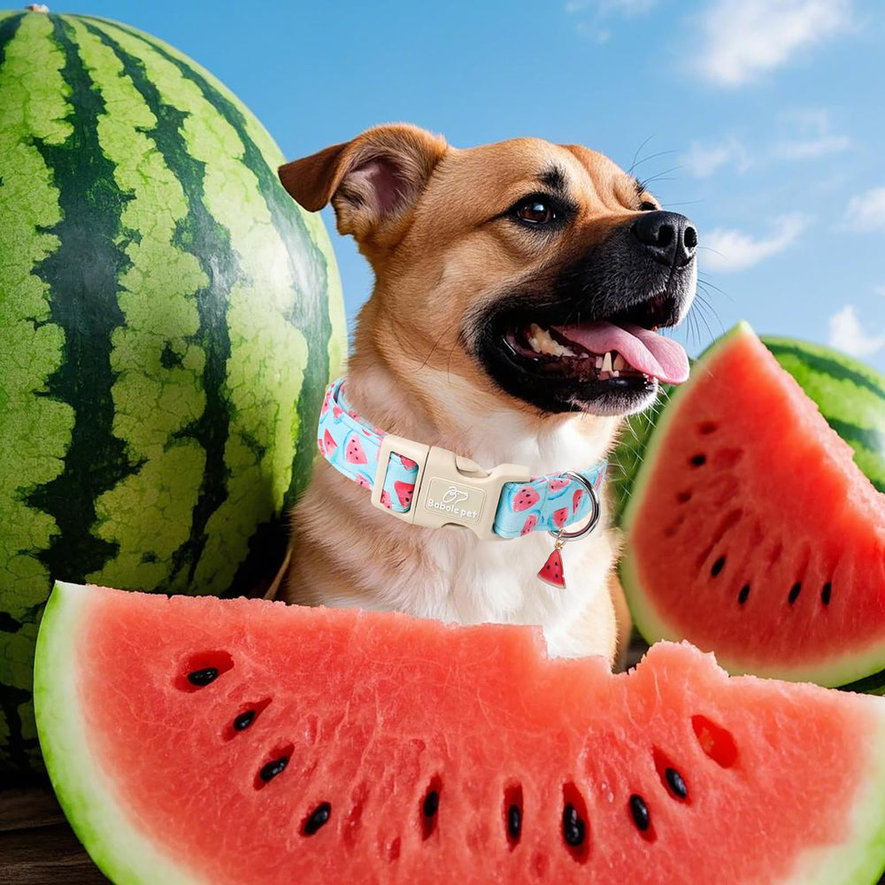 Babole Pet giant-dog collar with quick-release buckle for easy adventures